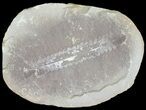 Pecopteris Fern Fossil (Pos/Neg) - Mazon Creek #72354-2
